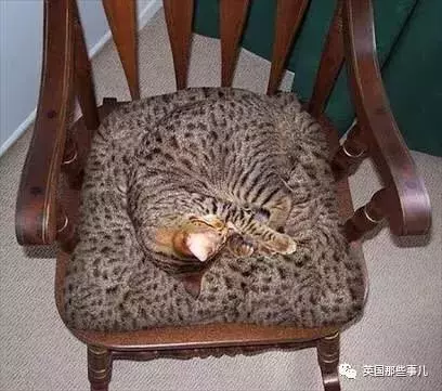 身為貓奴,不怕髒不怕苦,就怕主子學會了隱身術!