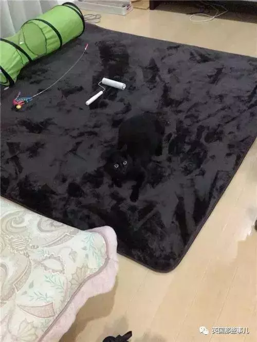 身為貓奴,不怕髒不怕苦,就怕主子學會了隱身術!