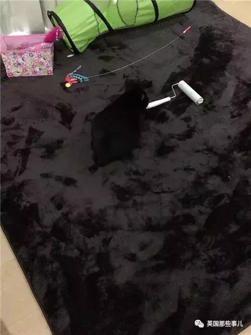 身為貓奴,不怕髒不怕苦,就怕主子學會了隱身術!