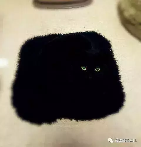 身為貓奴,不怕髒不怕苦,就怕主子學會了隱身術!