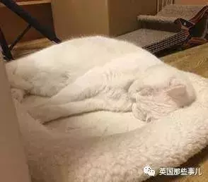 身為貓奴,不怕髒不怕苦,就怕主子學會了隱身術!