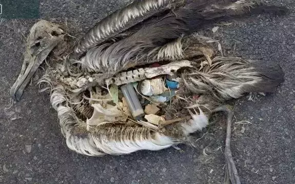 香蕉剝皮再包裝賣?!大自然正在懲罰我們這種不經意的懶惰……