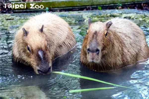 療愈系動物水豚君即將入住北市動物園 呆萌表情吃著葉子讓人心都化了