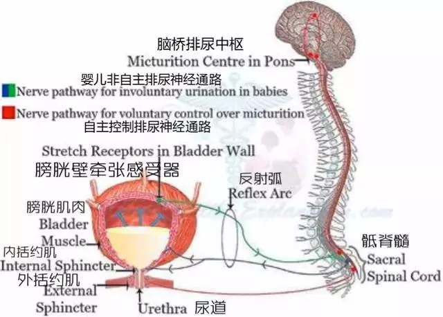尿尿後為啥情不自禁抖一下?泌尿外科專家「正經」回答你