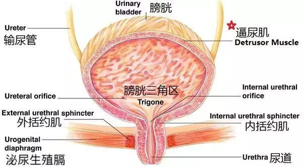 尿尿後為啥情不自禁抖一下?泌尿外科專家「正經」回答你
