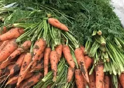 血液健康人長壽!6種「換血食物」健康安全,每天食用使血液年輕