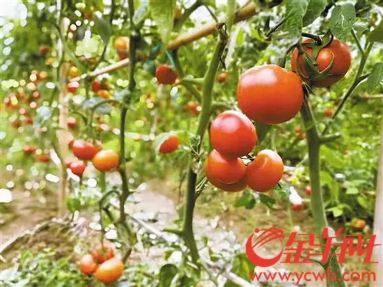 記住!這7種果蔬不宜空腹吃