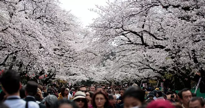 氣候變遷惹禍?日本櫻花竟提早開了!