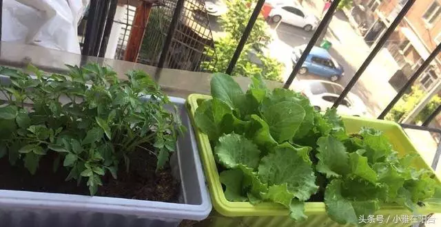 陽台種一盆這2種菜,種子撒盆里,葉子蹭蹭長,一個冬天夠吃了!