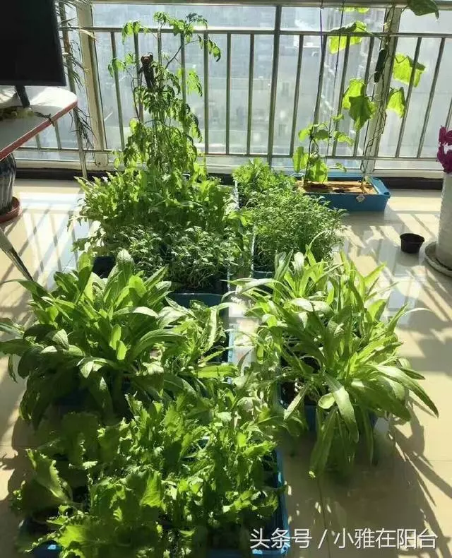 陽台種一盆這2種菜,種子撒盆里,葉子蹭蹭長,一個冬天夠吃了!