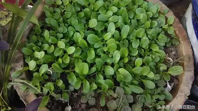 陽台種一盆這2種菜,種子撒盆里,葉子蹭蹭長,一個冬天夠吃了!