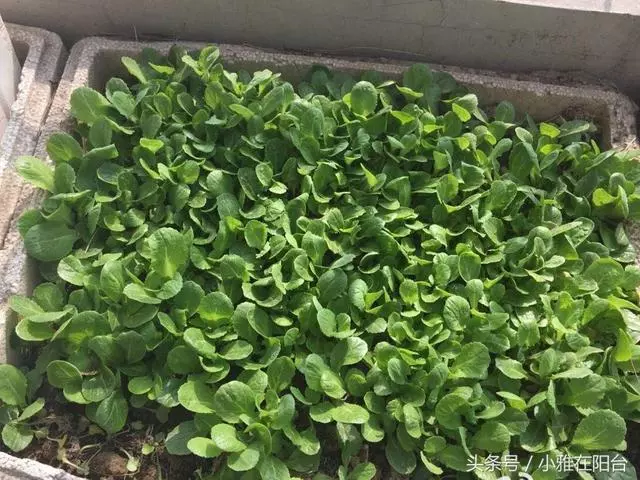 陽台種一盆這2種菜,種子撒盆里,葉子蹭蹭長,一個冬天夠吃了!