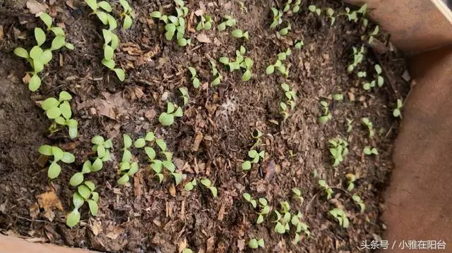 陽台種一盆這2種菜,種子撒盆里,葉子蹭蹭長,一個冬天夠吃了!