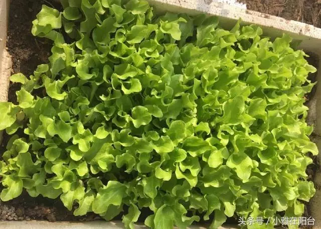 陽台種一盆這2種菜,種子撒盆里,葉子蹭蹭長,一個冬天夠吃了!