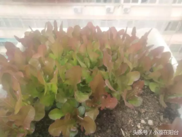 陽台種一盆這2種菜,種子撒盆里,葉子蹭蹭長,一個冬天夠吃了!