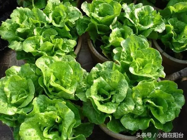 陽台種一盆這2種菜,種子撒盆里,葉子蹭蹭長,一個冬天夠吃了!