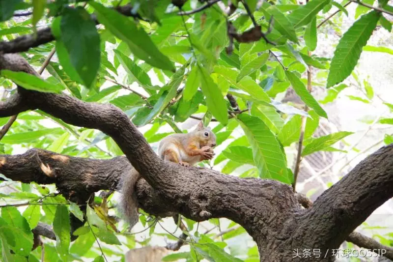 小松鼠「擠奶照」一夕爆紅!肉肉多到一彎腰就有:叫我性感尤物~