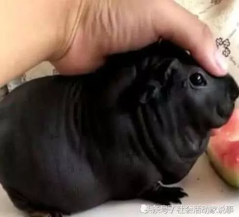 「我買的狗怎麼越長越奇怪?」 他上網一查:這TMD是一隻老鼠啊