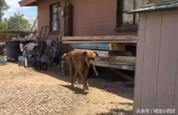 狗狗被囚禁十年,十年來這是它第一次出門散步,很興奮很享受