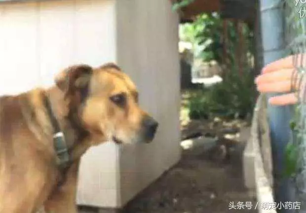 狗狗被囚禁十年,十年來這是它第一次出門散步,很興奮很享受