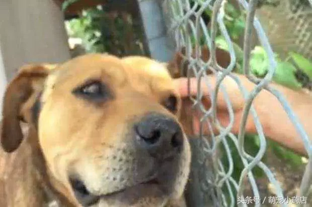 狗狗被囚禁十年,十年來這是它第一次出門散步,很興奮很享受