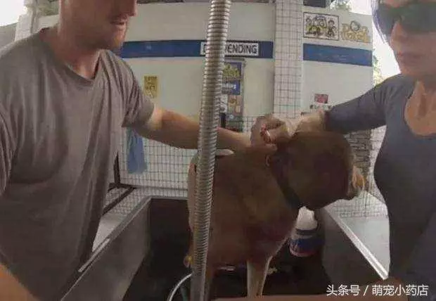 狗狗被囚禁十年,十年來這是它第一次出門散步,很興奮很享受