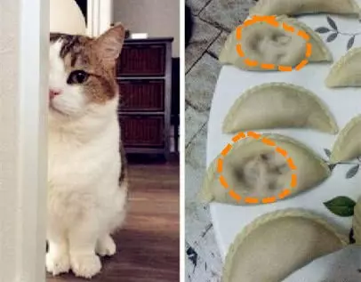貓咪「驚奇」的腦洞,不按套路出牌!主人:我也很無奈……