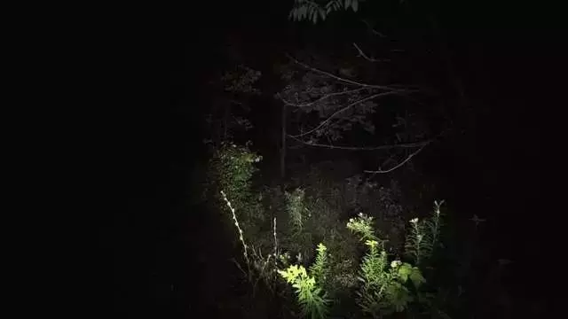 千萬別在樹林玩「手電筒遊戲」!!因為黑暗中你不知道到底還有誰...