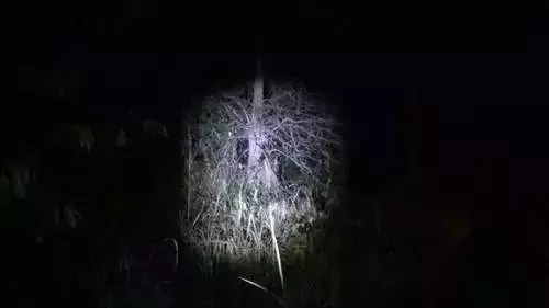 千萬別在樹林玩「手電筒遊戲」!!因為黑暗中你不知道到底還有誰...