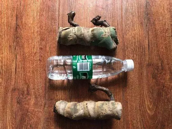 垃圾桶裡撿了半截樁,回家扔盆裡就冒芽,1個月躥成搖錢樹!