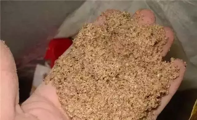 垃圾桶裡撿了半截樁,回家扔盆裡就冒芽,1個月躥成搖錢樹!