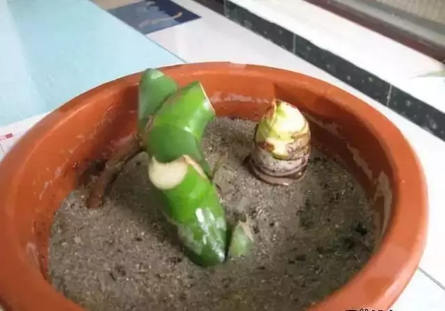 垃圾桶裡撿了半截樁,回家扔盆裡就冒芽,1個月躥成搖錢樹!