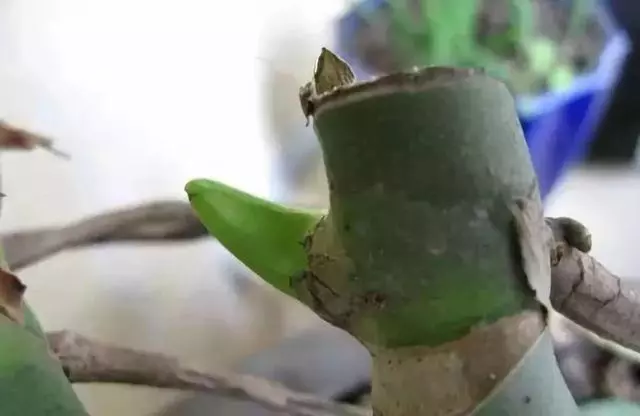 垃圾桶裡撿了半截樁,回家扔盆裡就冒芽,1個月躥成搖錢樹!