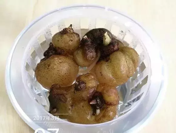 垃圾桶裡撿了半截樁,回家扔盆裡就冒芽,1個月躥成搖錢樹!
