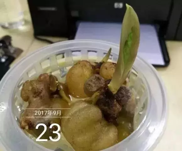 垃圾桶裡撿了半截樁,回家扔盆裡就冒芽,1個月躥成搖錢樹!