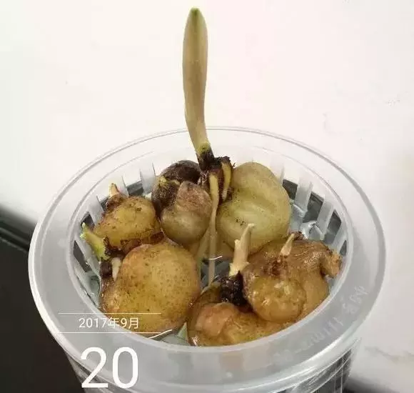 垃圾桶裡撿了半截樁,回家扔盆裡就冒芽,1個月躥成搖錢樹!
