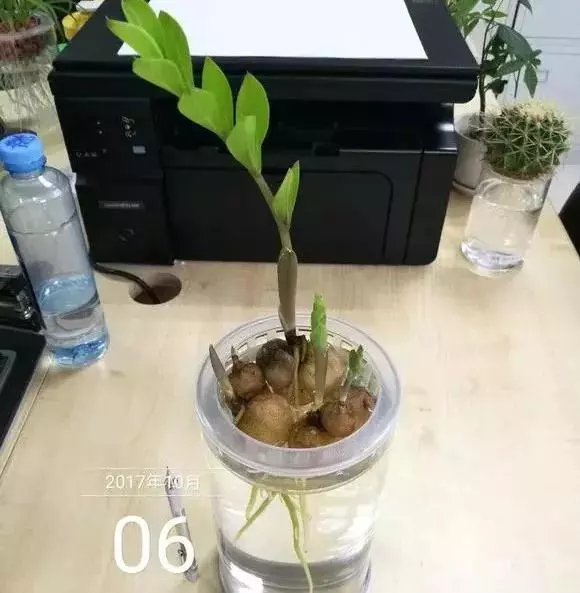 垃圾桶裡撿了半截樁,回家扔盆裡就冒芽,1個月躥成搖錢樹!