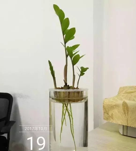 垃圾桶裡撿了半截樁,回家扔盆裡就冒芽,1個月躥成搖錢樹!