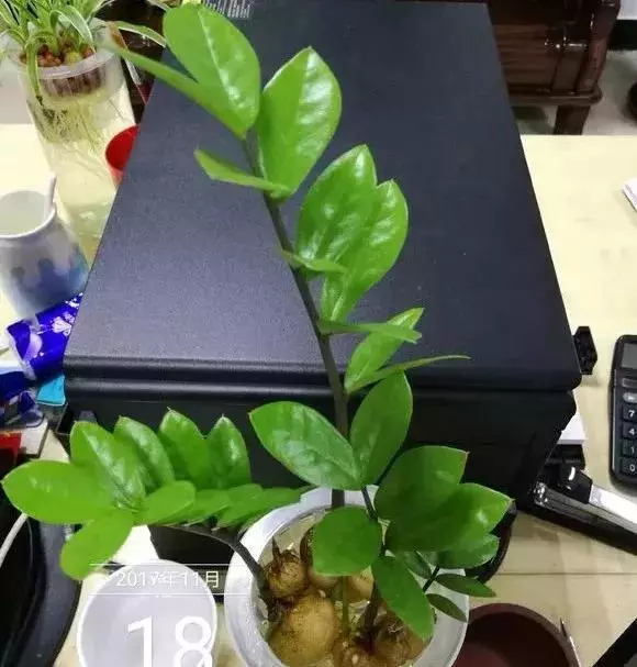 垃圾桶裡撿了半截樁,回家扔盆裡就冒芽,1個月躥成搖錢樹!