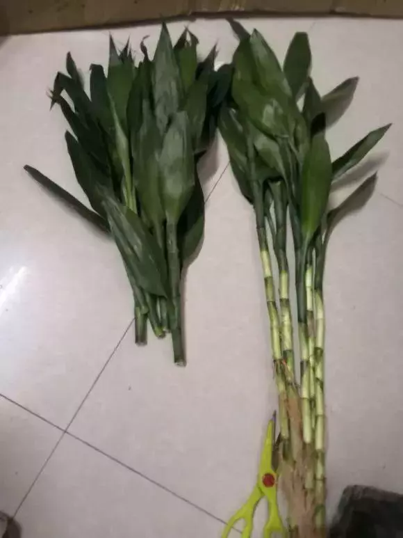 垃圾桶裡撿了半截樁,回家扔盆裡就冒芽,1個月躥成搖錢樹!