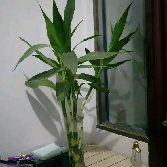 垃圾桶裡撿了半截樁,回家扔盆裡就冒芽,1個月躥成搖錢樹!