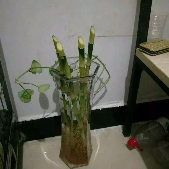 垃圾桶裡撿了半截樁,回家扔盆裡就冒芽,1個月躥成搖錢樹!