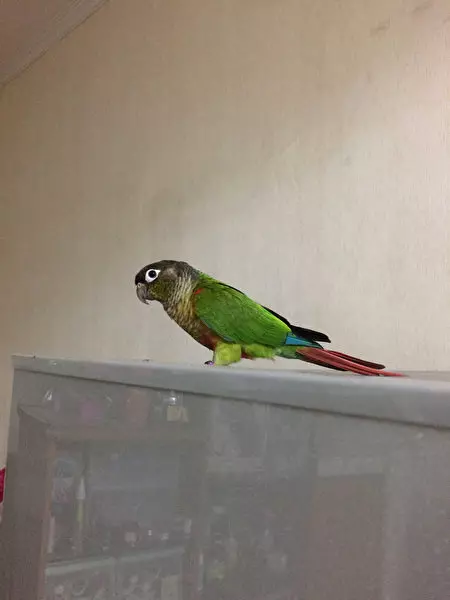 上班別看 超爆笑「母親趕鳥」合成圖 創意沒極限