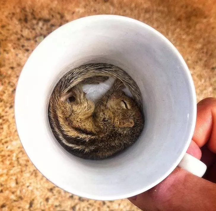 在哪都能睡! 20隻「從不會失眠」的萌睡動物 這睡姿該給100分~