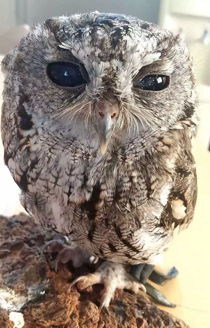 貓頭鷹眼裡有一片耀眼星空 但美麗背後它其實「什麼都看不見」