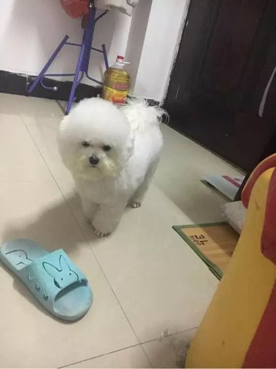 兩個月比熊因太醜在寵物店無人問津,被我買回家後老闆後悔虧大了
