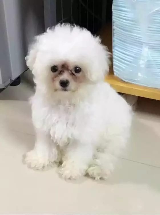 兩個月比熊因太醜在寵物店無人問津,被我買回家後老闆後悔虧大了