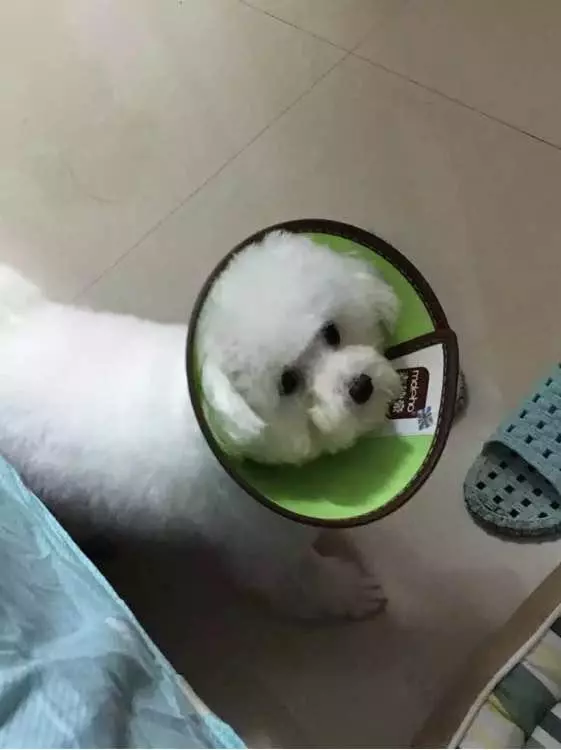 兩個月比熊因太醜在寵物店無人問津,被我買回家後老闆後悔虧大了