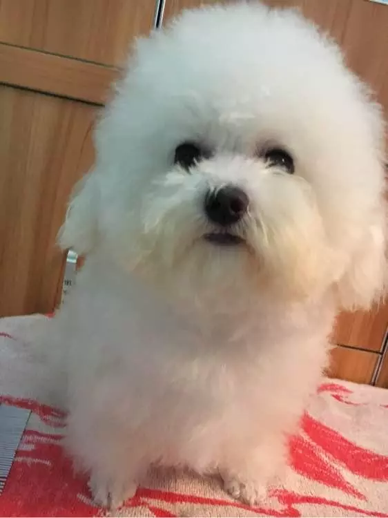 兩個月比熊因太醜在寵物店無人問津,被我買回家後老闆後悔虧大了
