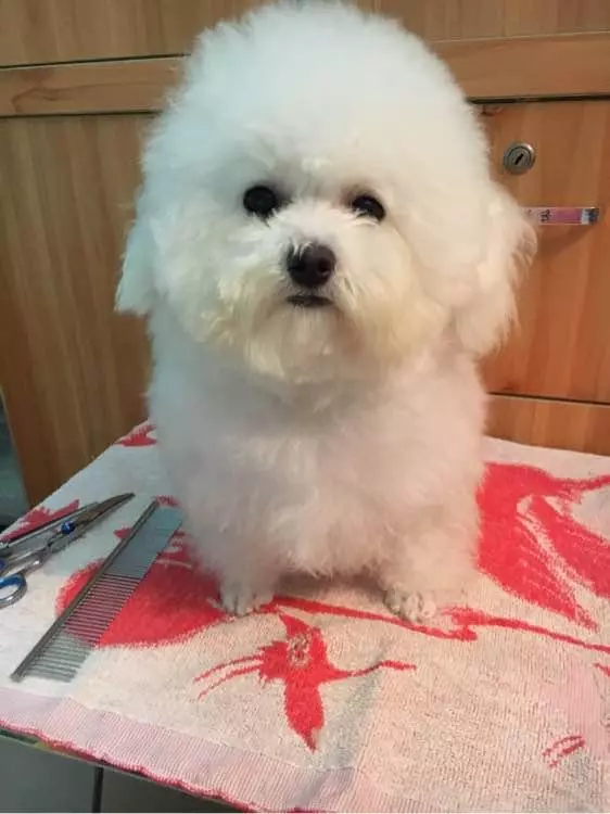 兩個月比熊因太醜在寵物店無人問津,被我買回家後老闆後悔虧大了